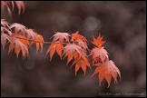 061015- DSC0074-red-maple-650px