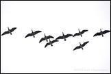 061015- DSC0108-geese-close-flying-650px