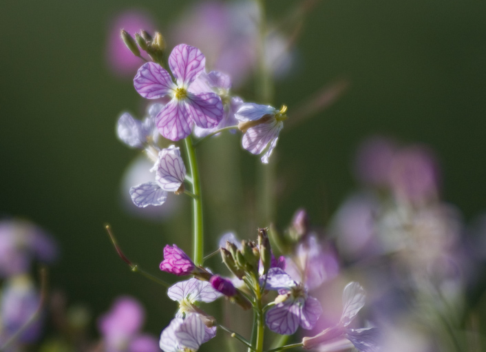 20070501__DSC0017