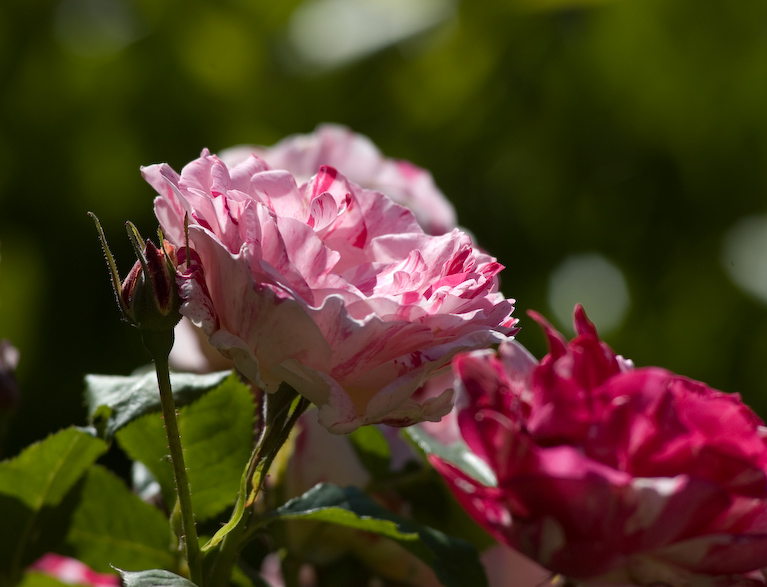 20070526__DSC0093