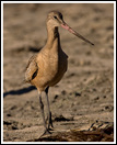 20080113- DSC0043-marbled-godwit-550px