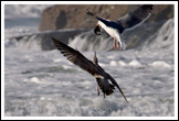 20080113- DSC0098-gulls-800px