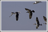 20080113- DSC0099-gull-chase2-800px
