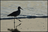 20080116- DSC0085-shorebird-refl-800px