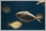 20080126- DSC0136-butterfish-700px