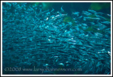 20080126- DSC0141-anchovies-700px