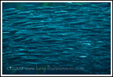 20080126- DSC0142-anchovies-700px