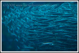 20080126- DSC0144-anchovies-700px