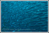 20080126- DSC0145-anchovies-700px