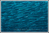 20080126- DSC0147-anchovies-700px