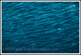 20080126- DSC0148-anchovies-700px
