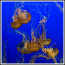 20080126- DSC0168-jellies-600px