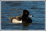 20080302- DSC0166-ringneckedduckmale-700px