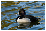 20080302- DSC0183-ringneckedduckmale-700px
