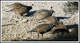 20090130- DSC0129-cal-quail-800px