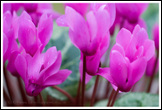 20090209- DSC0616-1-cyclamen-800px