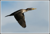 20090217- DSC1774-cormorant-ata-2-800px