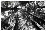 20090927- DSC2773-redwoods-BW-900px-frame