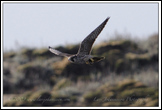20091110- DSC6273-peregrine-850px-frame