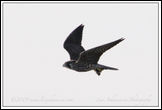 20091110- DSC6278-peregrine-850px-frame