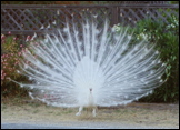 DSC 0436-1.JPG