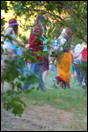 DSC 0620-1.JPG