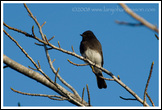 20080302- DSC0243-blackphoebe-700px