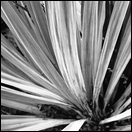 20080108-0689 027 -leaves