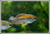 20080126- DSC0049-tropfish-700px