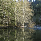 IMG 1637-trees-crop-650px